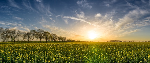 Økologiske blomsterfrø: Giv haven et grønne touch