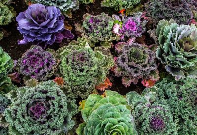 Grønkålsfrø: Sådan vælger og sår du de bedste sorter